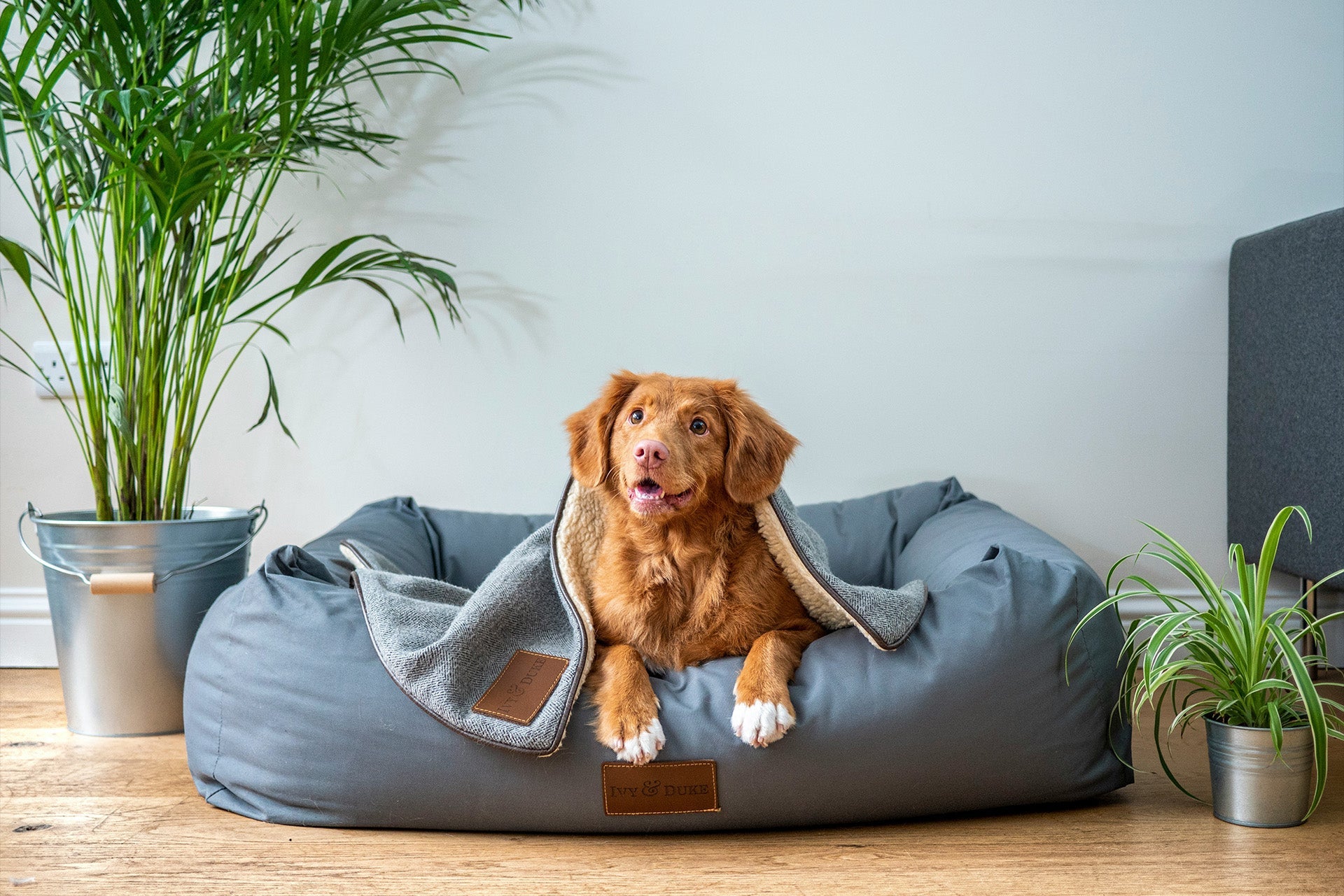 Pet Zone