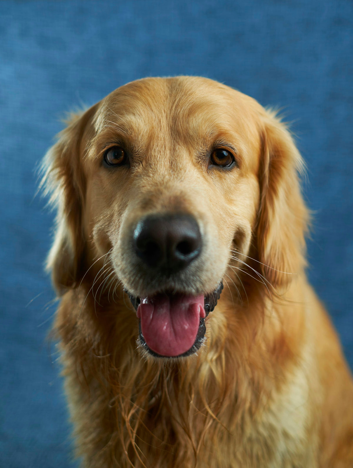 Pet & Pet Travel